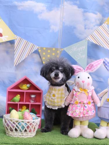 20240313ヒナちゃん